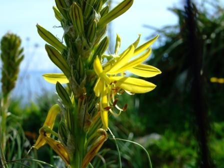 Asphodeline cfr. lutea